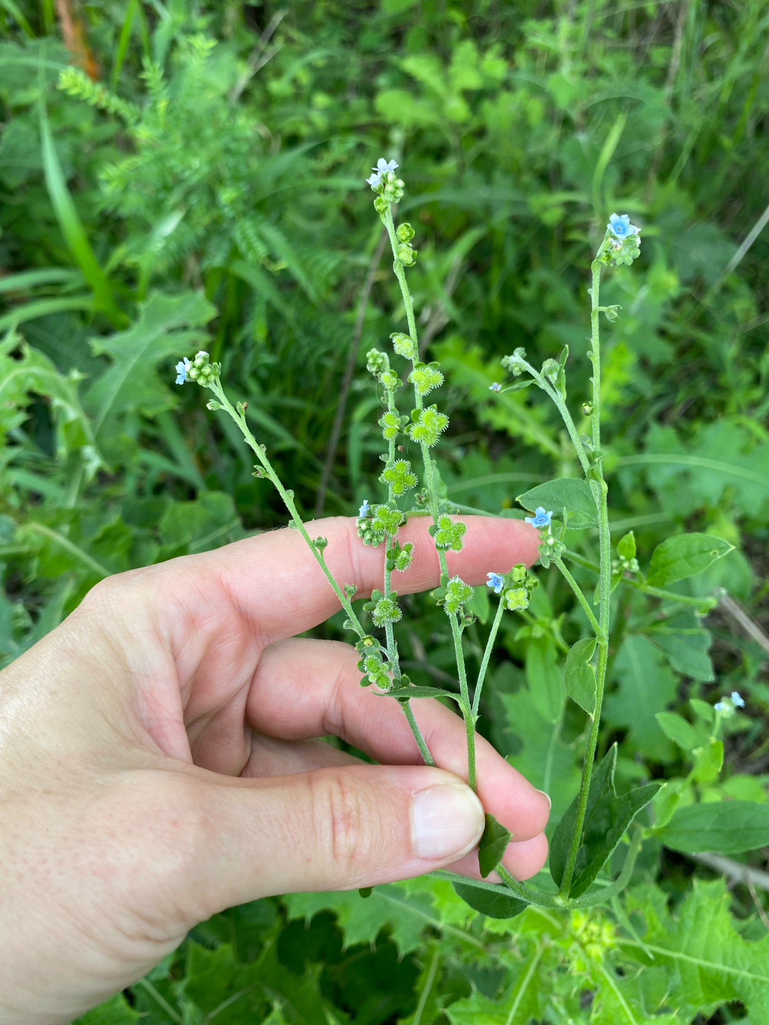 Small Hounds Tongue (Cynoglossum lanceolatum)
