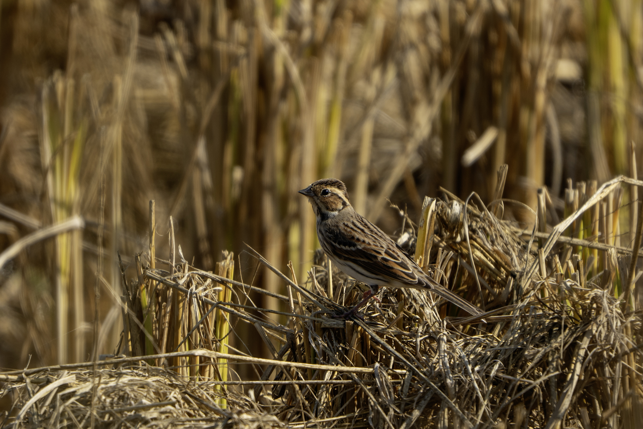 Little Bunting