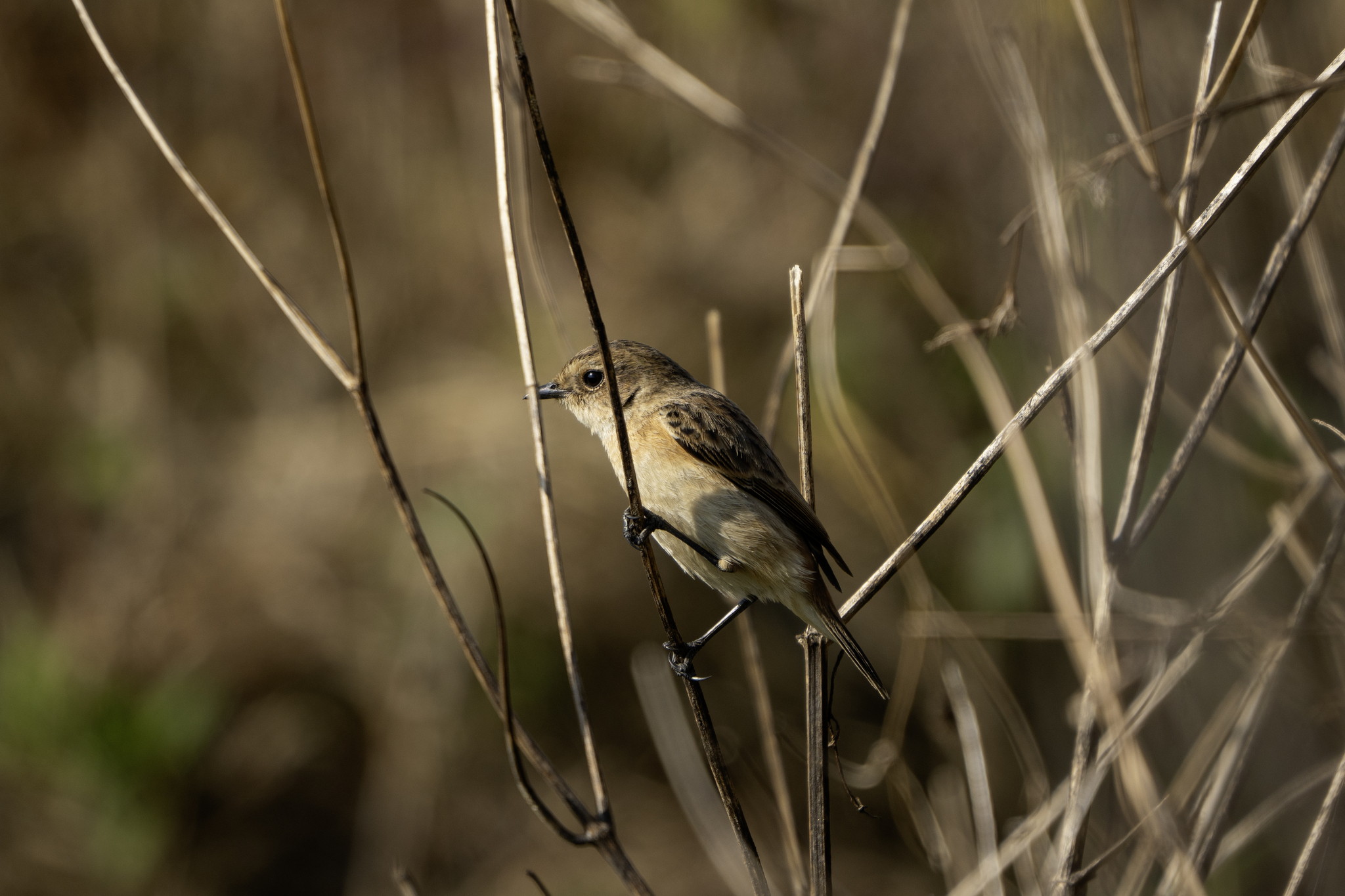 Siberian Stonechat