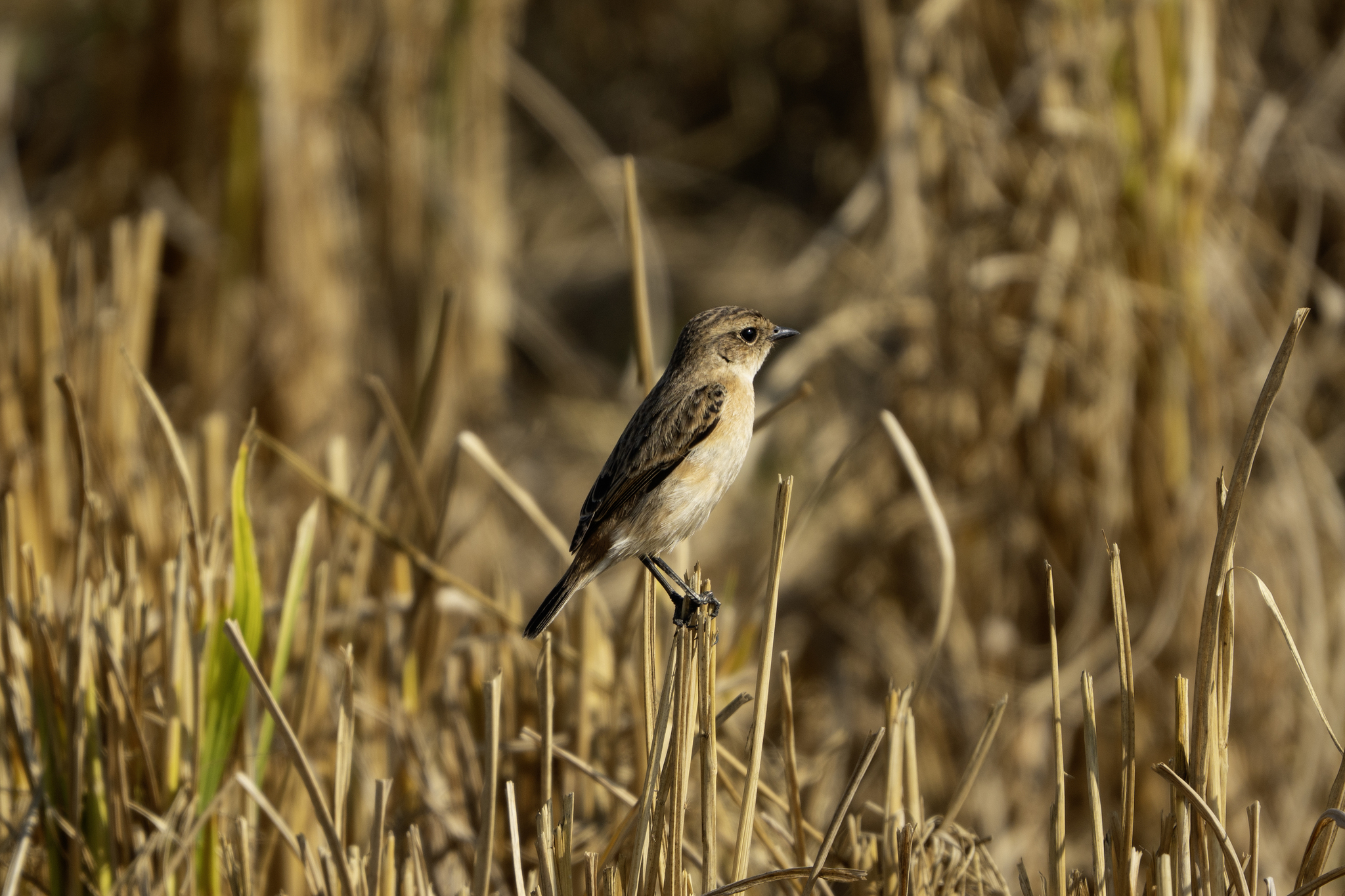 Siberian Stonechat