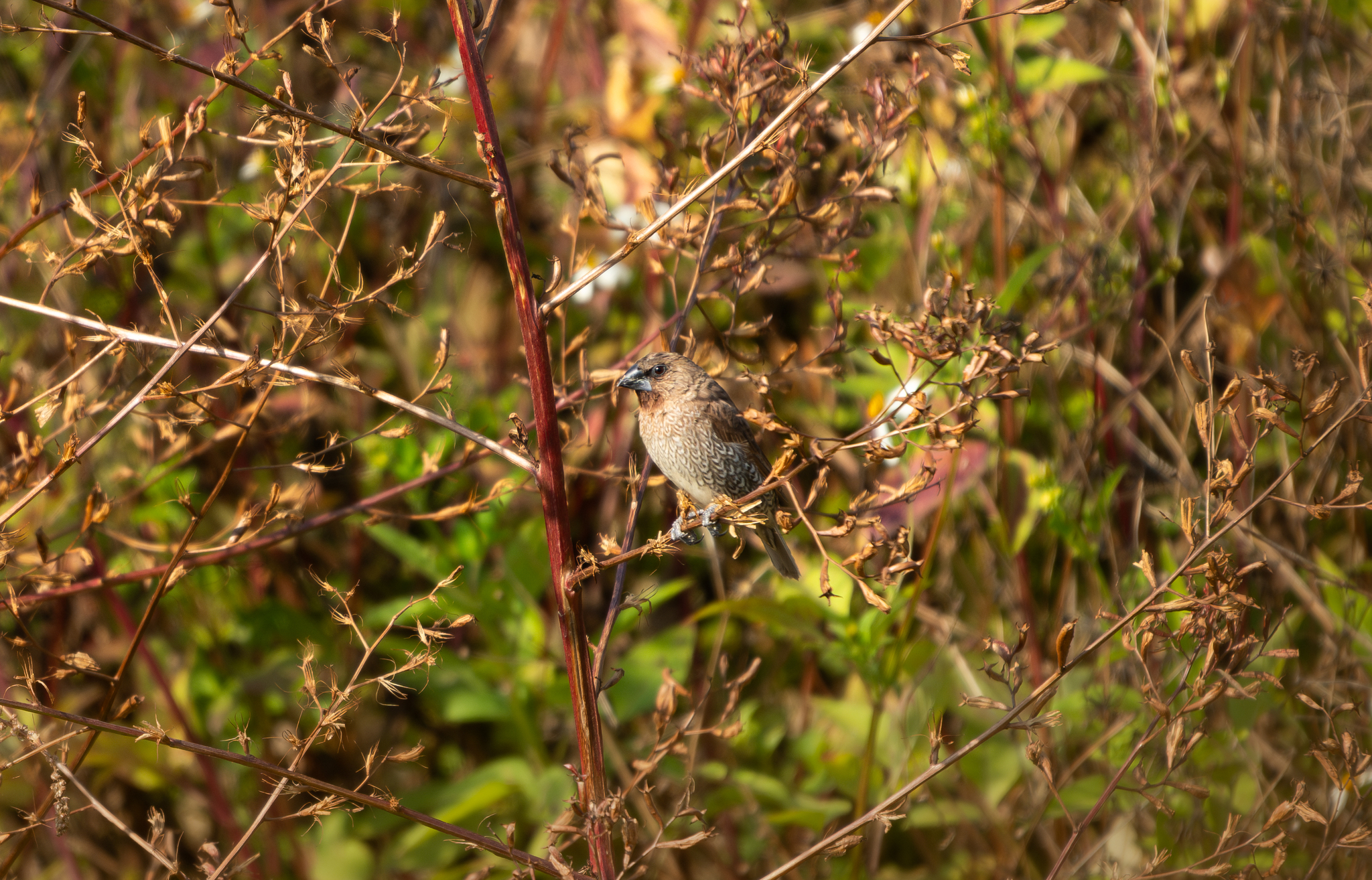 Scaly-breasted Munia