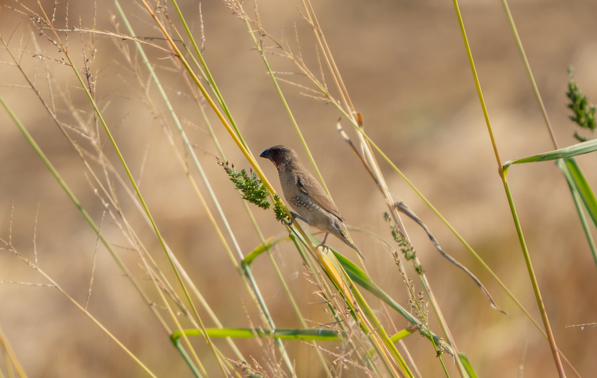 Scaly-breasted Munia