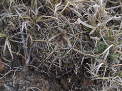 Echinofossulocactus heteracanthus