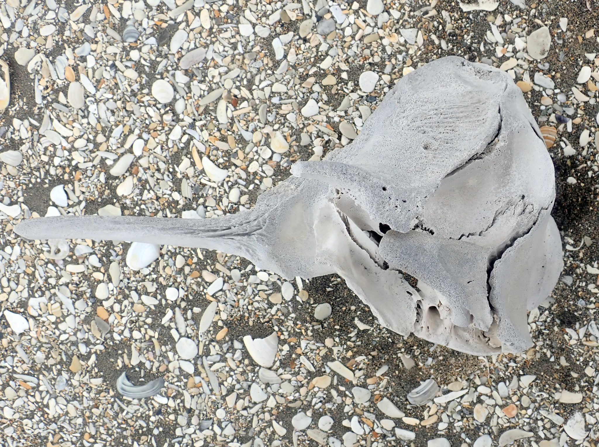 Mesoplodon grayi