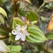 Miconia macrosperma - Photo (c) David Jeffrey Ringer, some rights reserved (CC BY-NC), uploaded by David Jeffrey Ringer