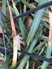 Colletotrichum liriopes