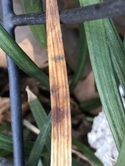 Colletotrichum liriopes