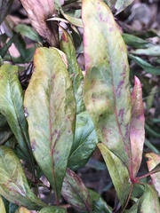Pseudocercospora nandinae