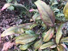 Pseudocercospora nandinae