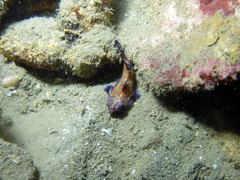 Synchiropus splendidus