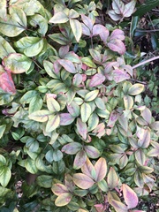 Pseudocercospora nandinae