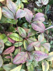 Pseudocercospora nandinae