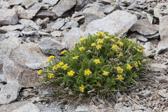 Cymopterus hendersonii