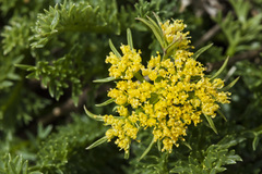 Cymopterus hendersonii