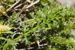 Cymopterus hendersonii