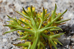 Cymopterus hendersonii