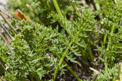 Cymopterus hendersonii
