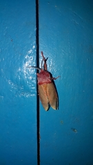 Edebessa purens
