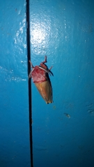 Edebessa purens