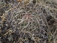 Echinofossulocactus heteracanthus