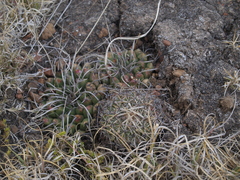 Echinofossulocactus heteracanthus