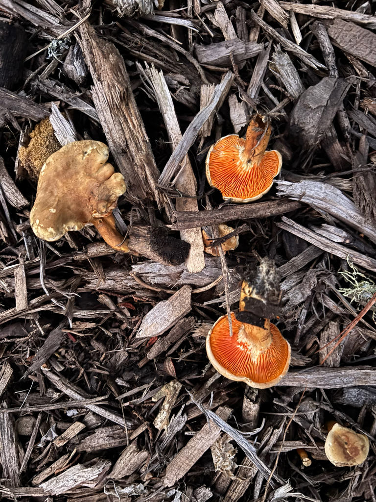 Hygrophoropsis aurantiaca · December 2025 · photo: © dan_project_admin (iNaturalist, cc-by)