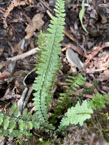 Asplenium macraei observed 2025-12-18