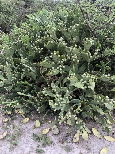 Opuntia stricta stricta