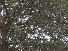 Myiopsitta monachus