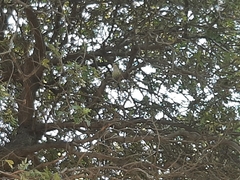 Myiopsitta monachus