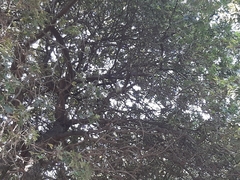 Myiopsitta monachus