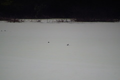 Tachybaptus dominicus