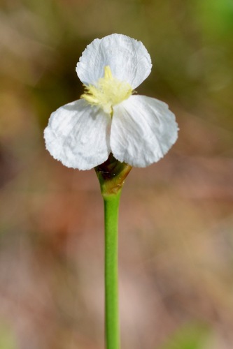 Carolina Yellow-eyed Grass (Xyris caroliniana)