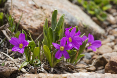 Primula angustifolia