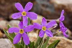 Primula angustifolia