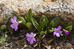 Primula angustifolia