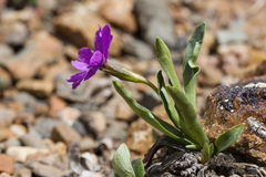 Primula angustifolia