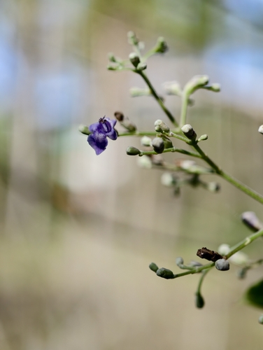 Simpleleaf chastetree (Vitex bicolor)