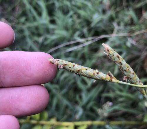 Ischaemum aristatum observed 2025-10-19