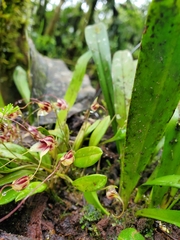 Masdevallia nidifica