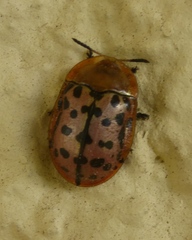Conchyloctenia punctata