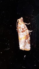 Argyrotaenia kimballi