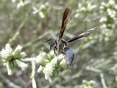 Myrmecopsis