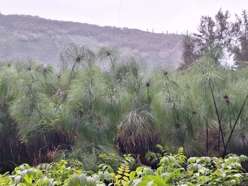 Cyperus papyrus observed 2025-12-18