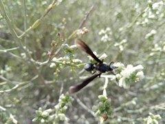 Myrmecopsis