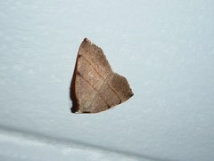 Drepanulatrix bifilata