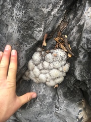 Mammillaria plumosa
