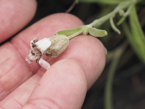 Douglas' Catchfly (Silene douglasii)