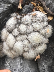 Mammillaria plumosa