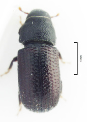 Stenoscelis hylastoides